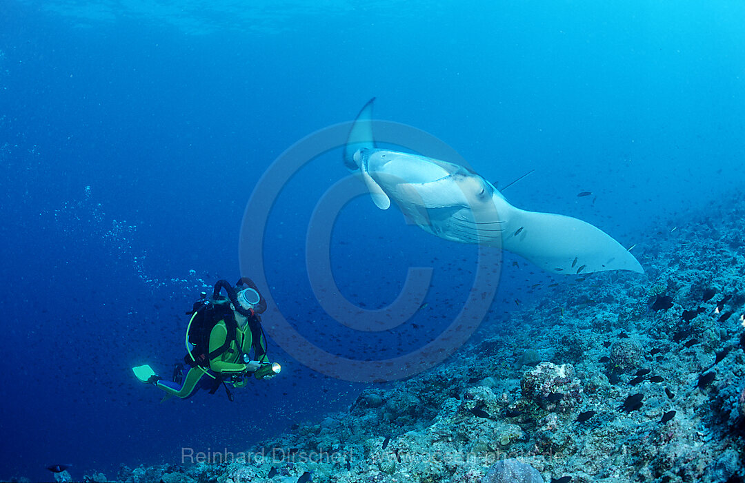 Mantarochen und Taucher