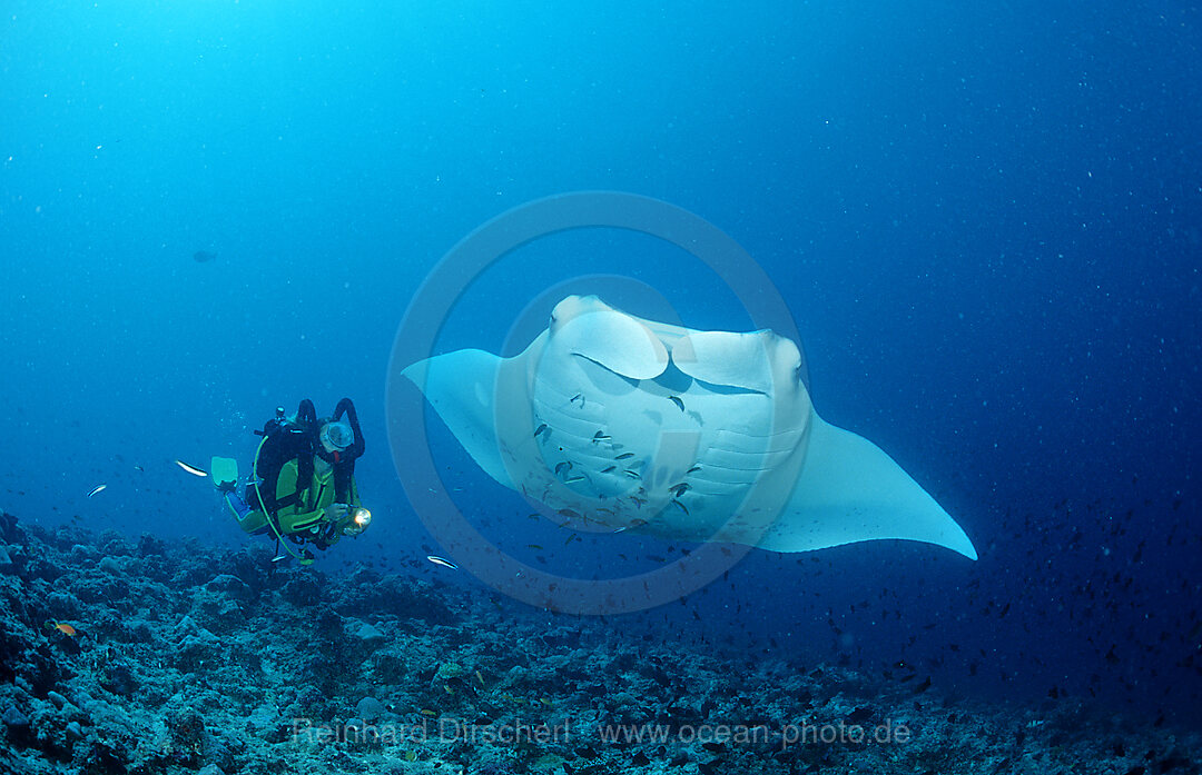 Manta ray and scuba diver, Manta birostris, Indian Ocean, Ari Atol, Maldives Island