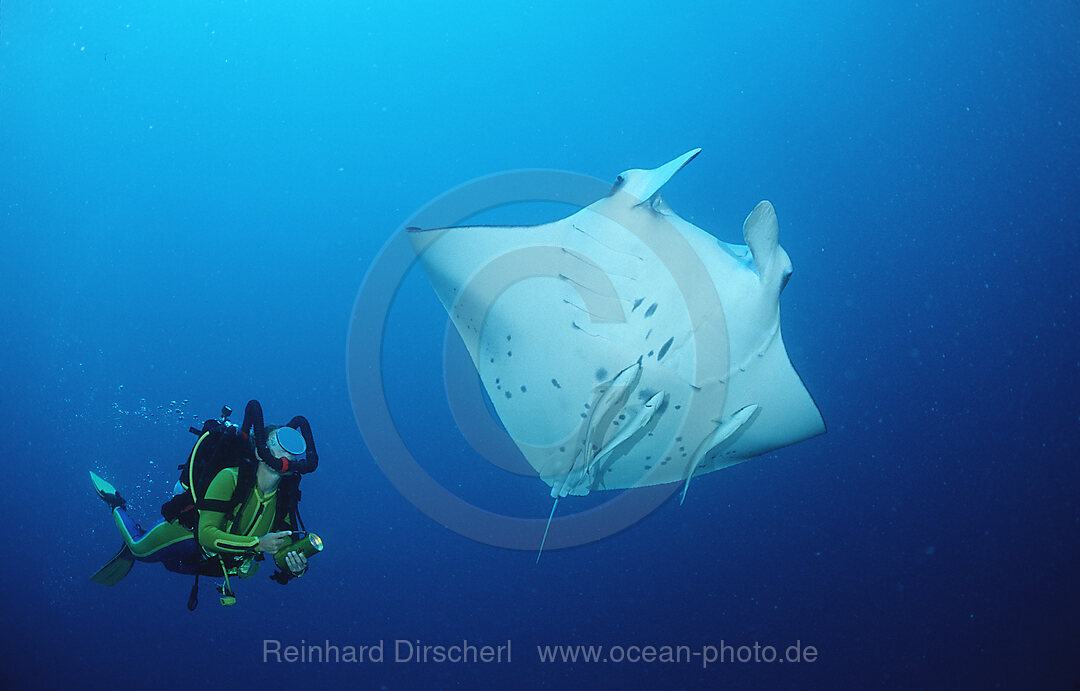 Mantarochen und Taucher