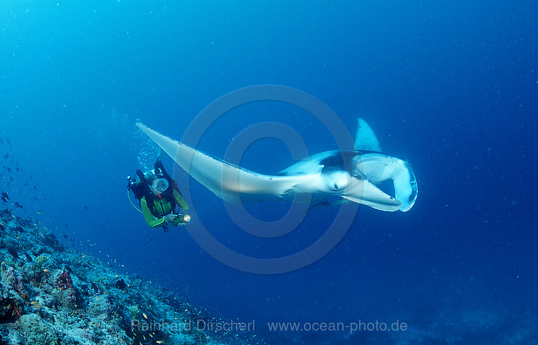 Mantarochen und Taucher