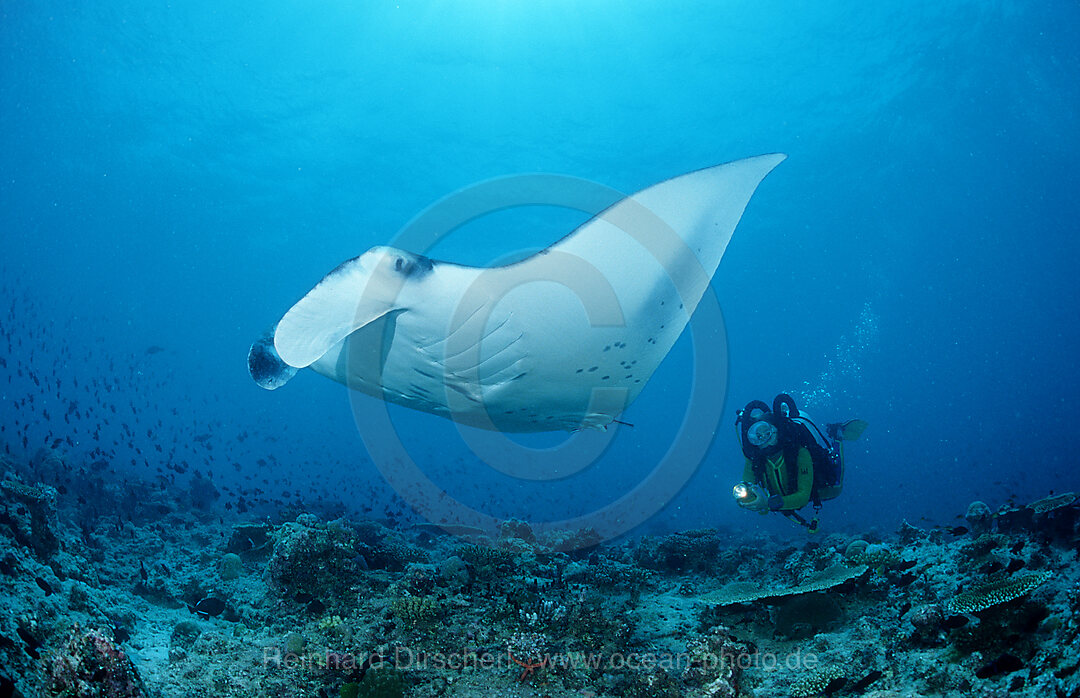 Mantarochen und Taucher