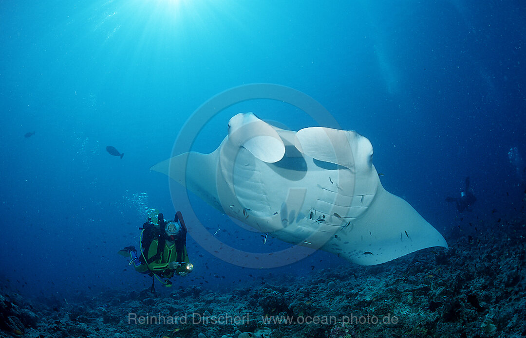 Mantarochen und Taucher