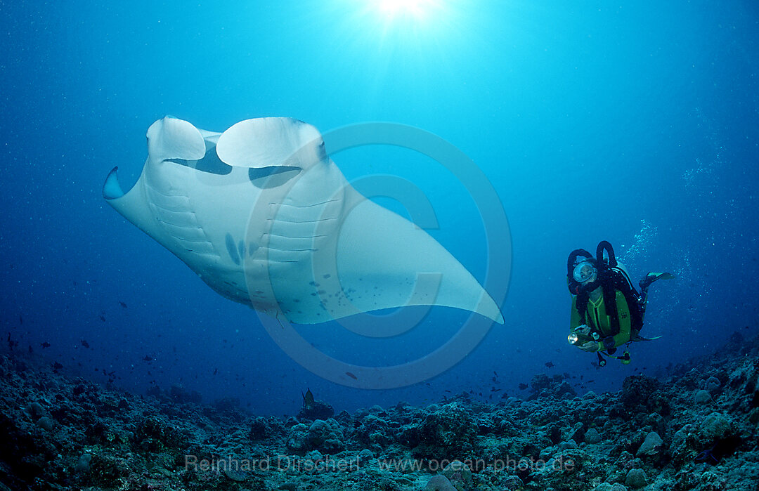 Mantarochen und Taucher