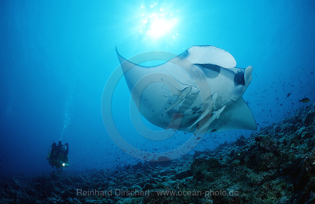 Manta ray and scuba diver, Manta birostris, Indian Ocean, Ari Atol, Maldives Island