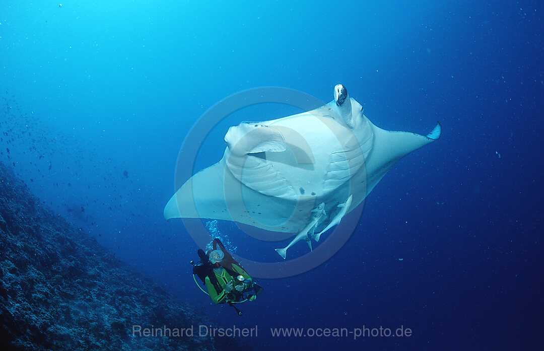 Manta ray and scuba diver, Manta birostris, Indian Ocean, Ari Atol, Maldives Island