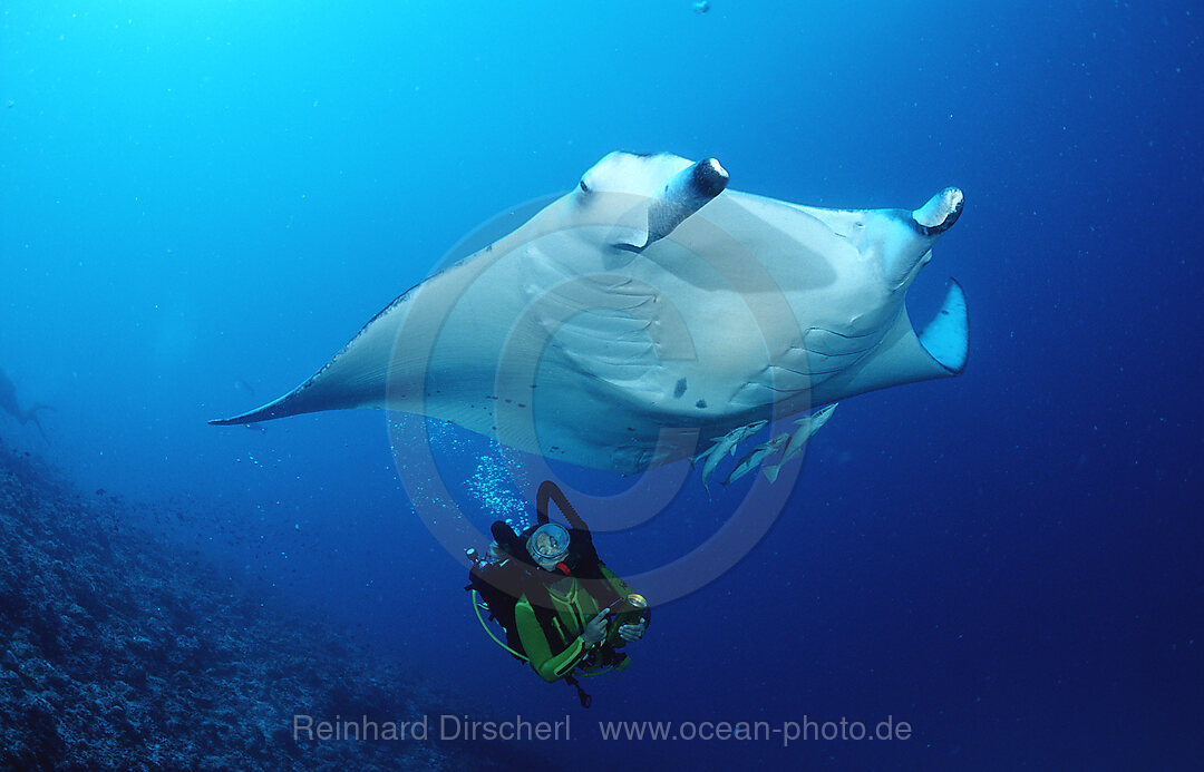 Manta ray and scuba diver