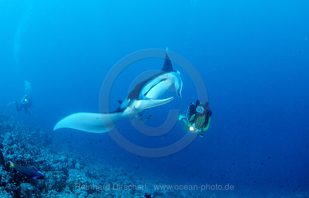 Mantarochen und Taucher, Manta birostris, Indischer Ozean, Ari Atoll, Malediven