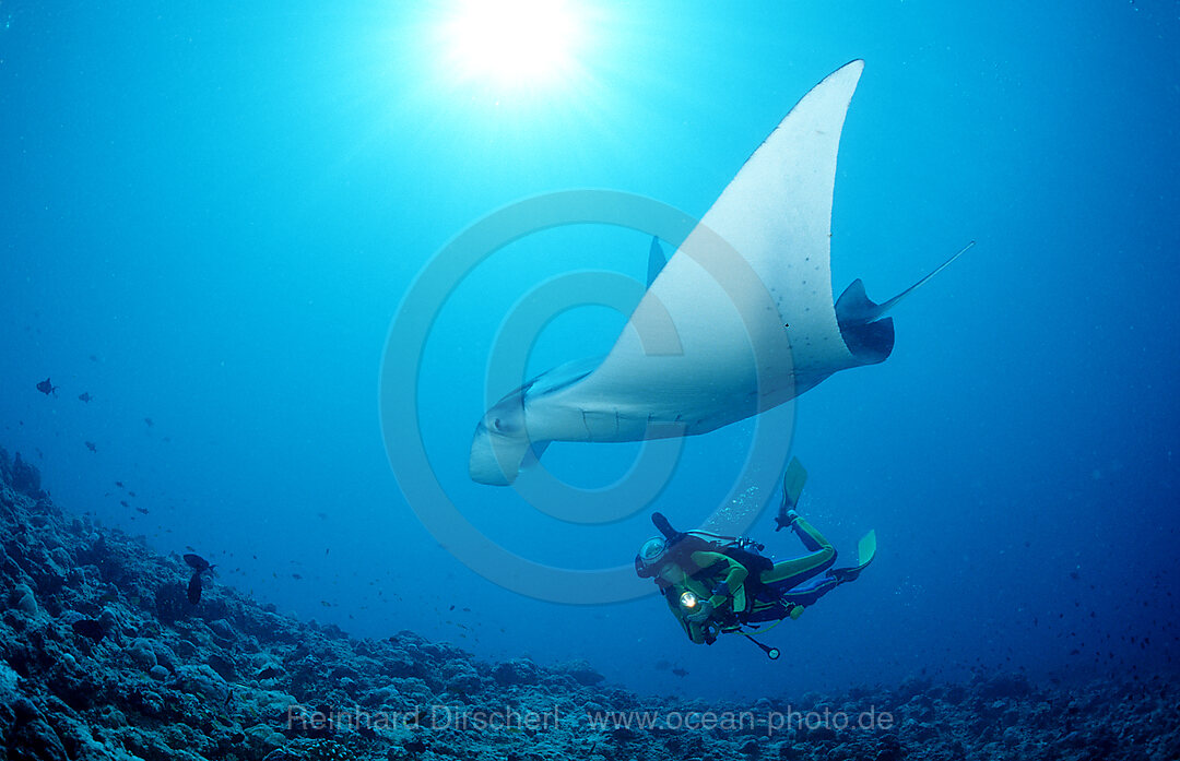 Manta ray and scuba diver, Manta birostris, Indian Ocean, Ari Atol, Maldives Island