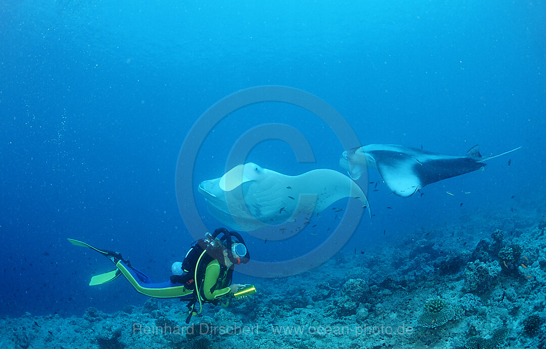 Manta ray and scuba diver, Manta birostris, Indian Ocean, Ari Atol, Maldives Island