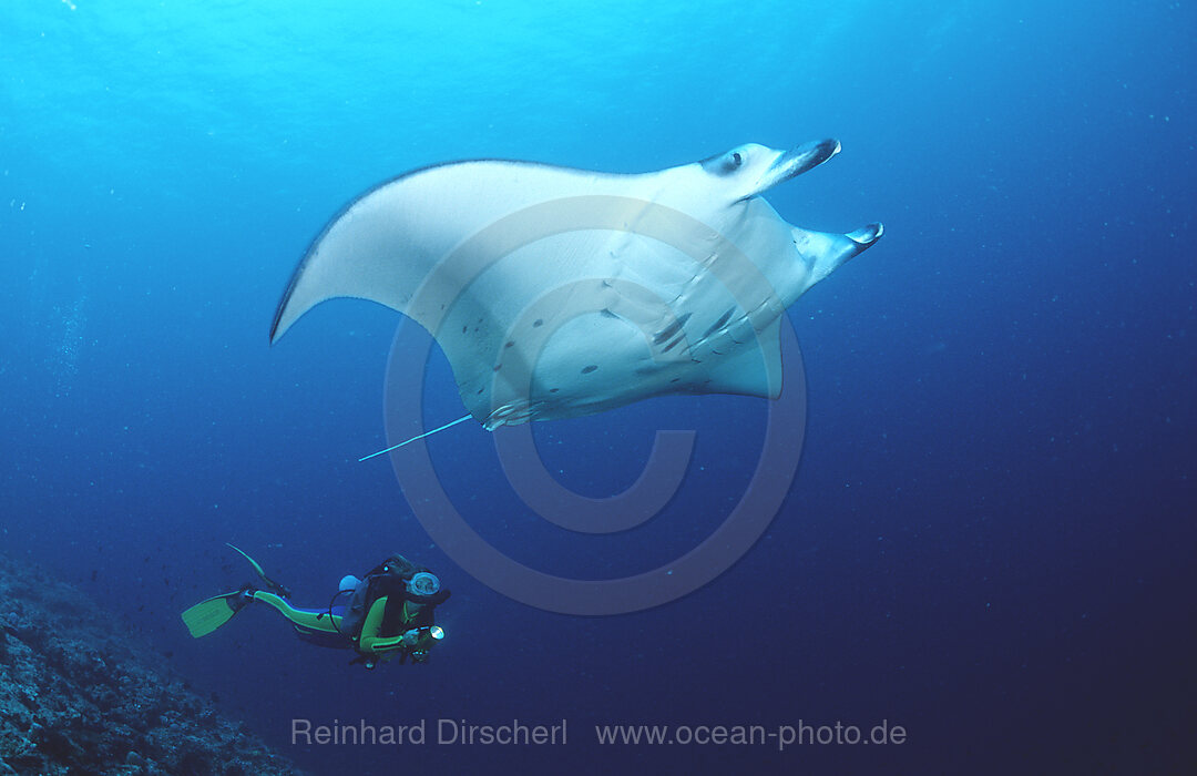 Mantarochen und Taucher, Manta birostris, Indischer Ozean, Ari Atoll, Malediven