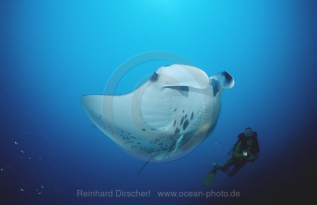 Manta ray and scuba diver, Manta birostris, Indian Ocean, Ari Atol, Maldives Island