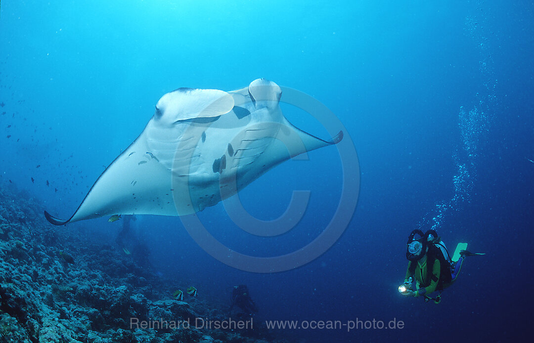 Mantarochen und Taucher, Manta birostris, Indischer Ozean, Ari Atoll, Malediven