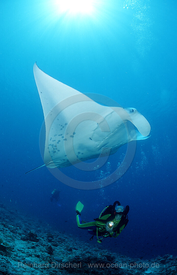 Manta ray and scuba diver