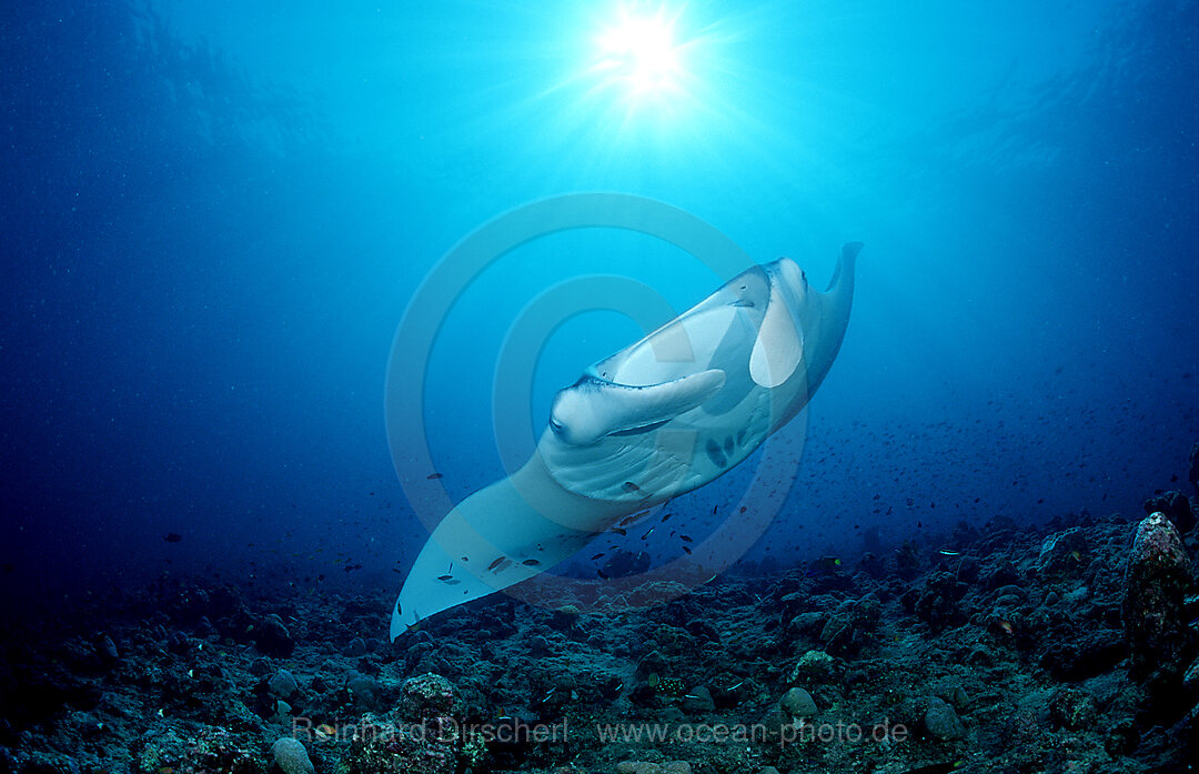 Mantarochen, Manta birostris, Indischer Ozean, Ari Atoll, Malediven