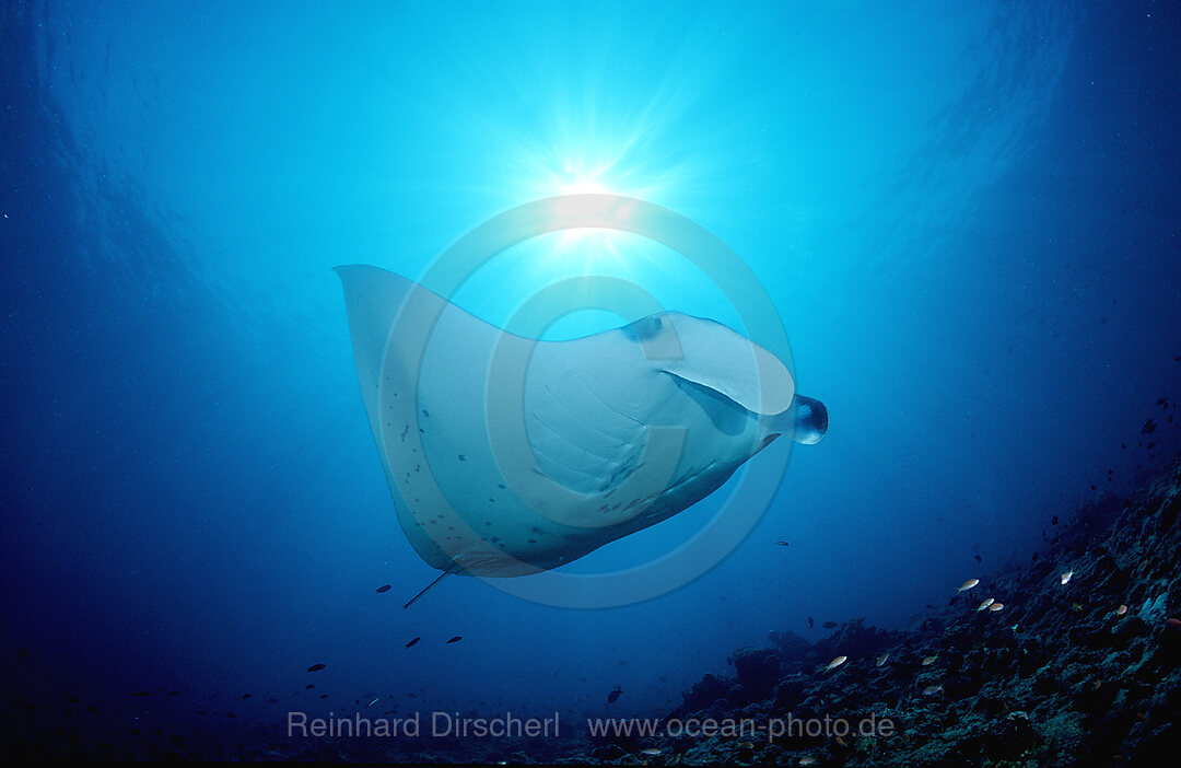 Manta ray, Manta birostris, Indian Ocean, Ari Atol, Maldives Island