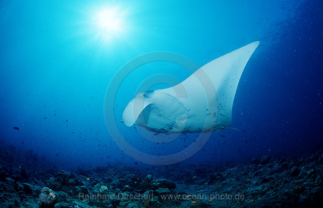 Mantarochen, Manta birostris, Indischer Ozean, Ari Atoll, Malediven