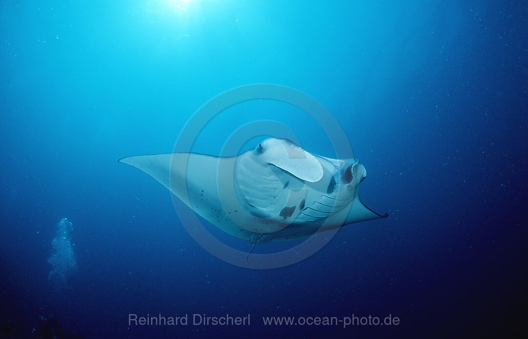 Manta ray