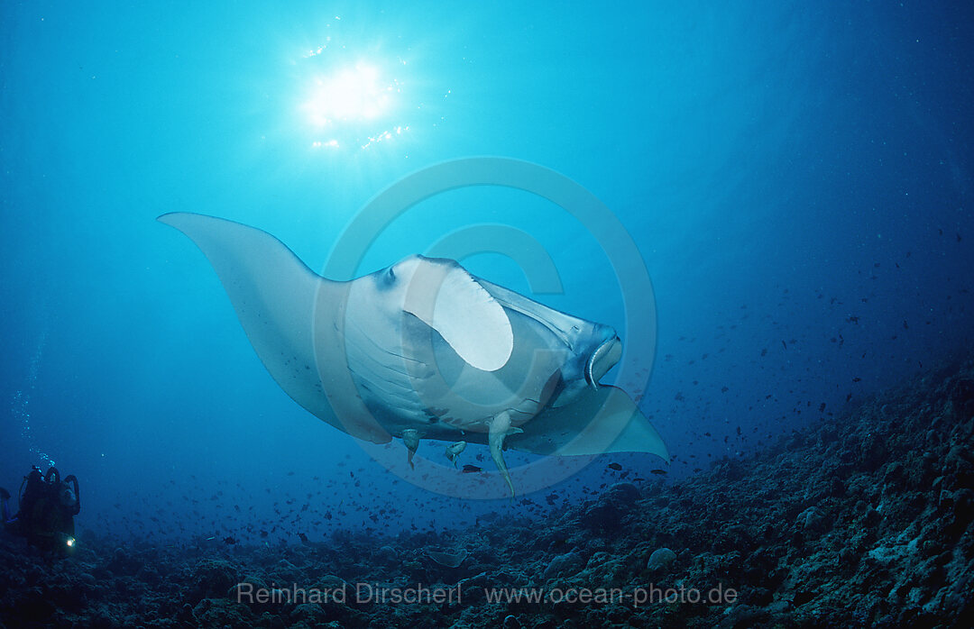 Mantarochen
