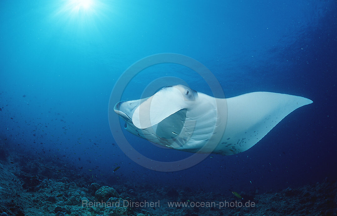 Manta ray