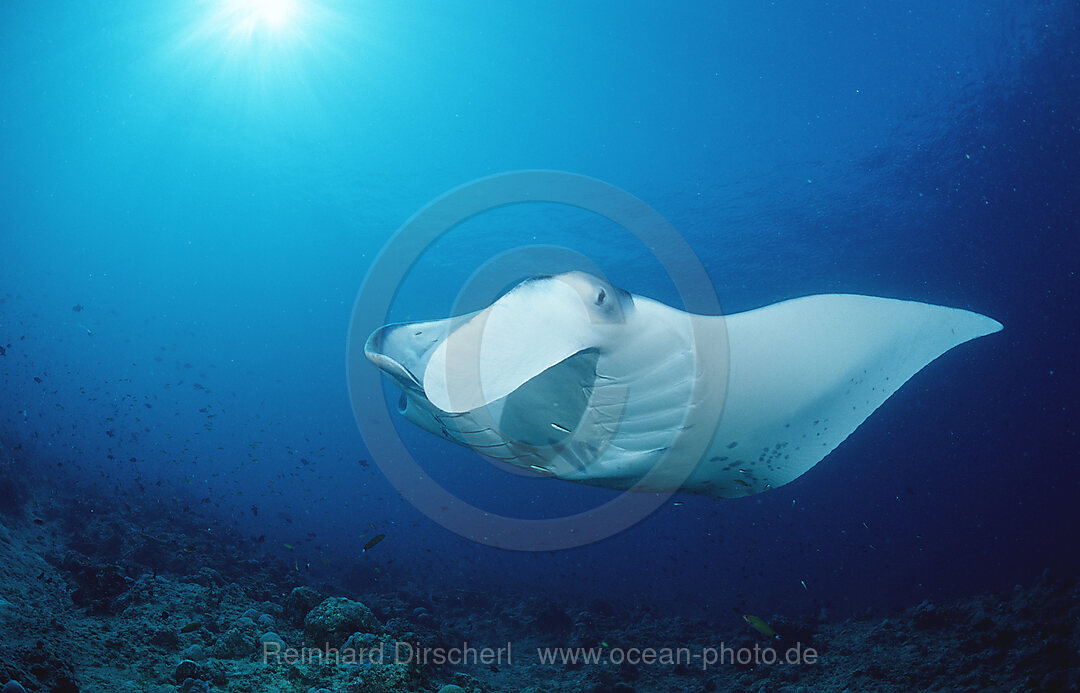 Manta ray, Manta birostris, Indian Ocean, Ari Atol, Maldives Island