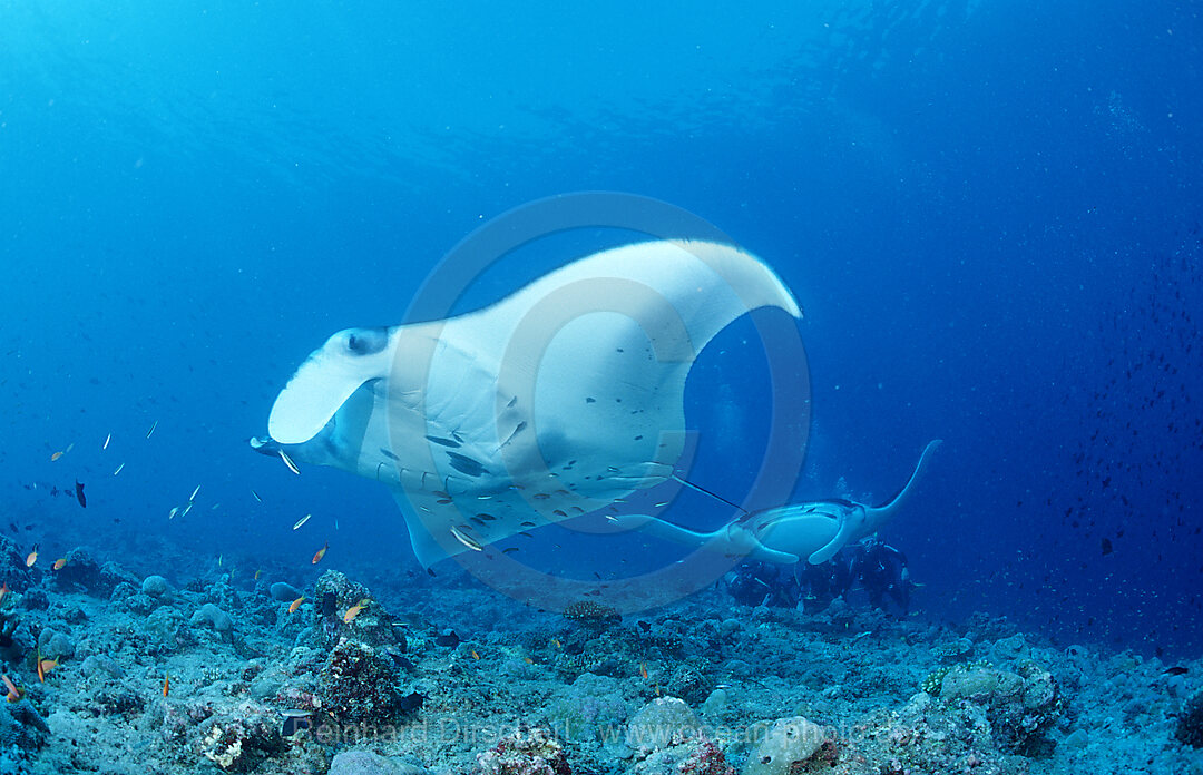 Two Manta rays