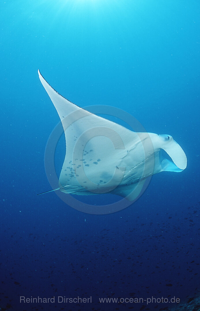 Manta ray