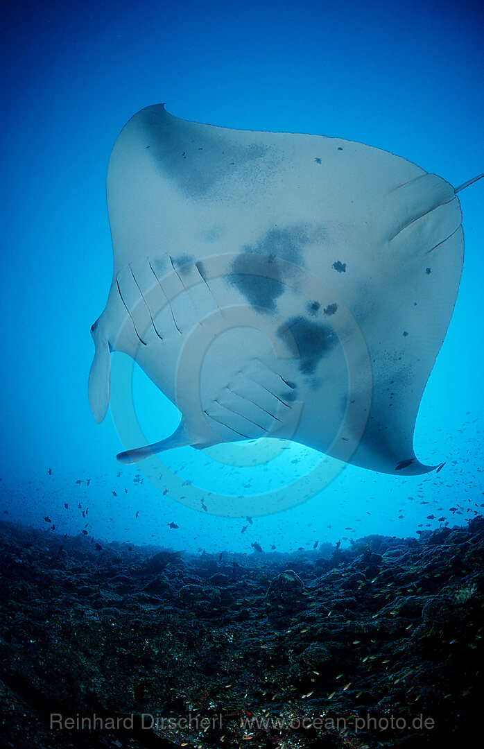 Mantarochen