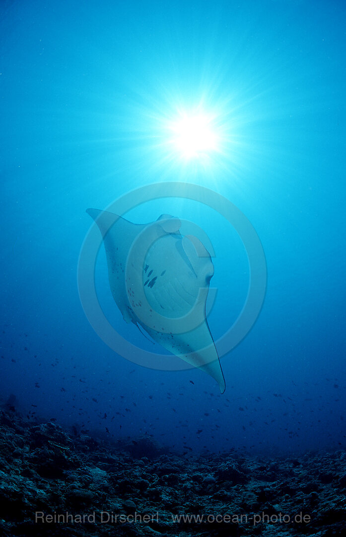 Mantarochen, Manta birostris, Indischer Ozean, Ari Atoll, Malediven