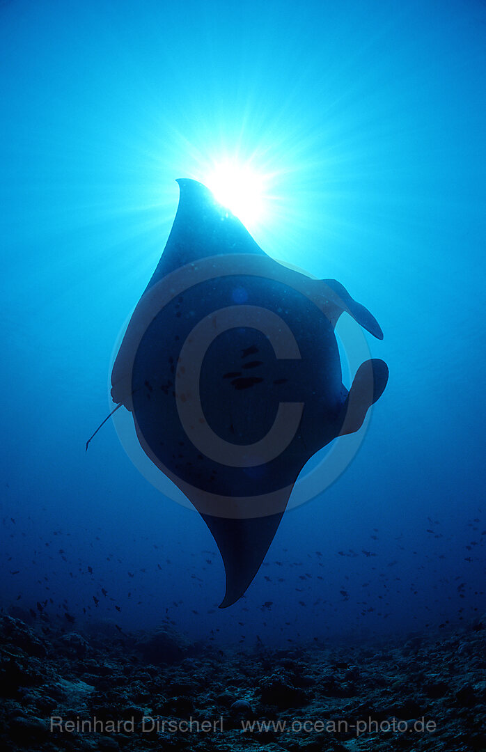 Manta ray, Manta birostris, Indian Ocean, Ari Atol, Maldives Island