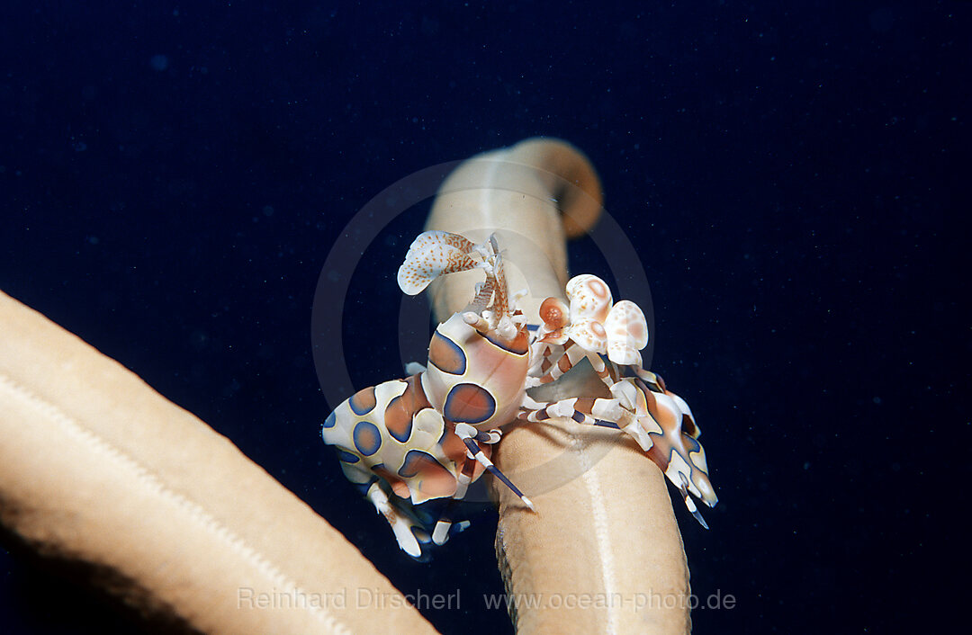 Harlekingarnele frisst Seestern, Hymenoceara elegans, Indischer Ozean, Ari Atoll, Malediven