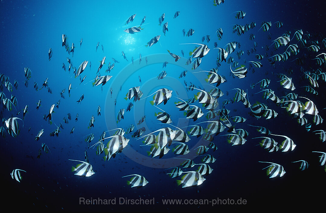 Schwarm-Wimpelfisch