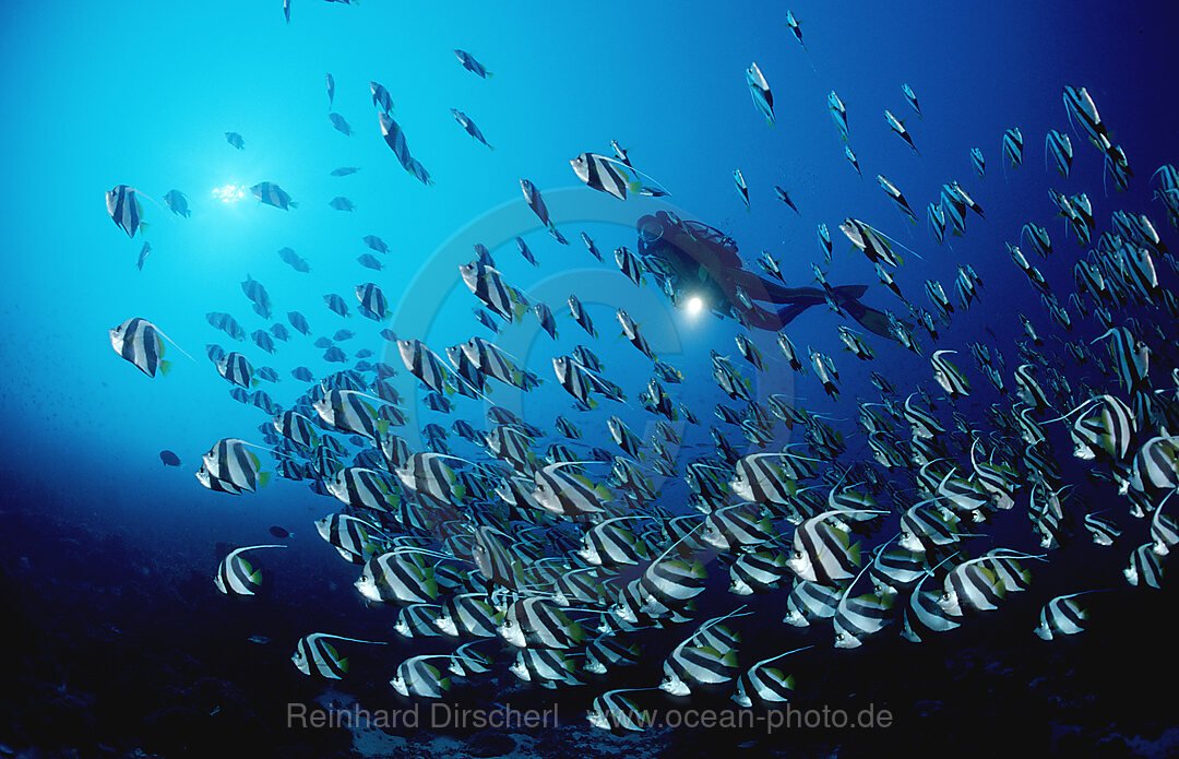 Schwarm-Wimpelfische und Taucher