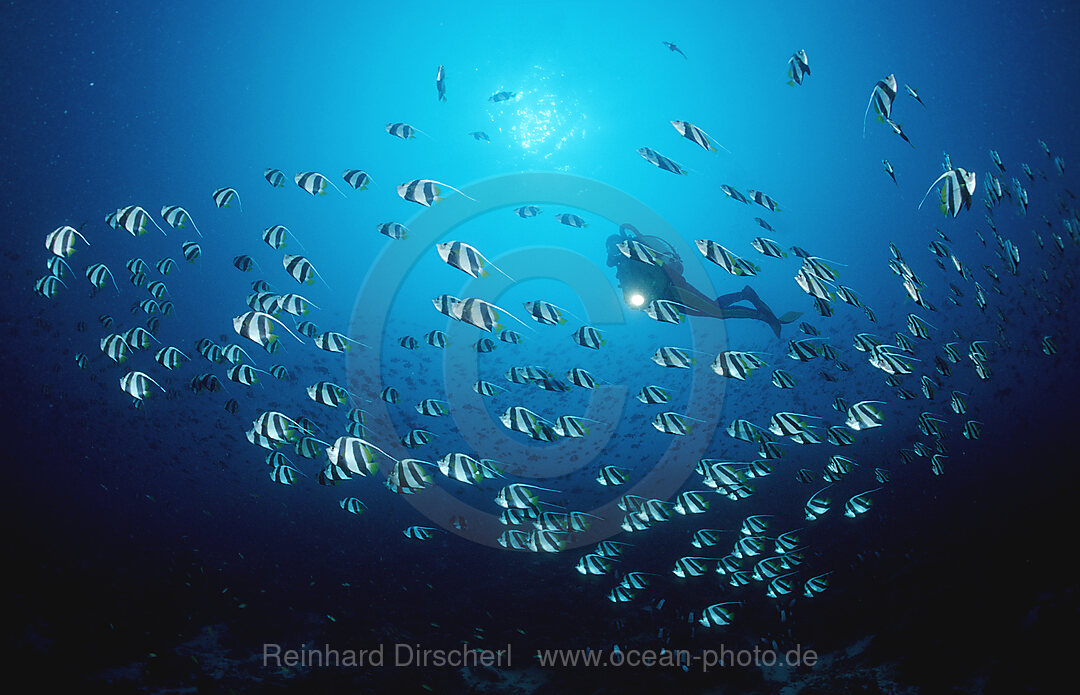 Schwarm-Wimpelfische und Taucher