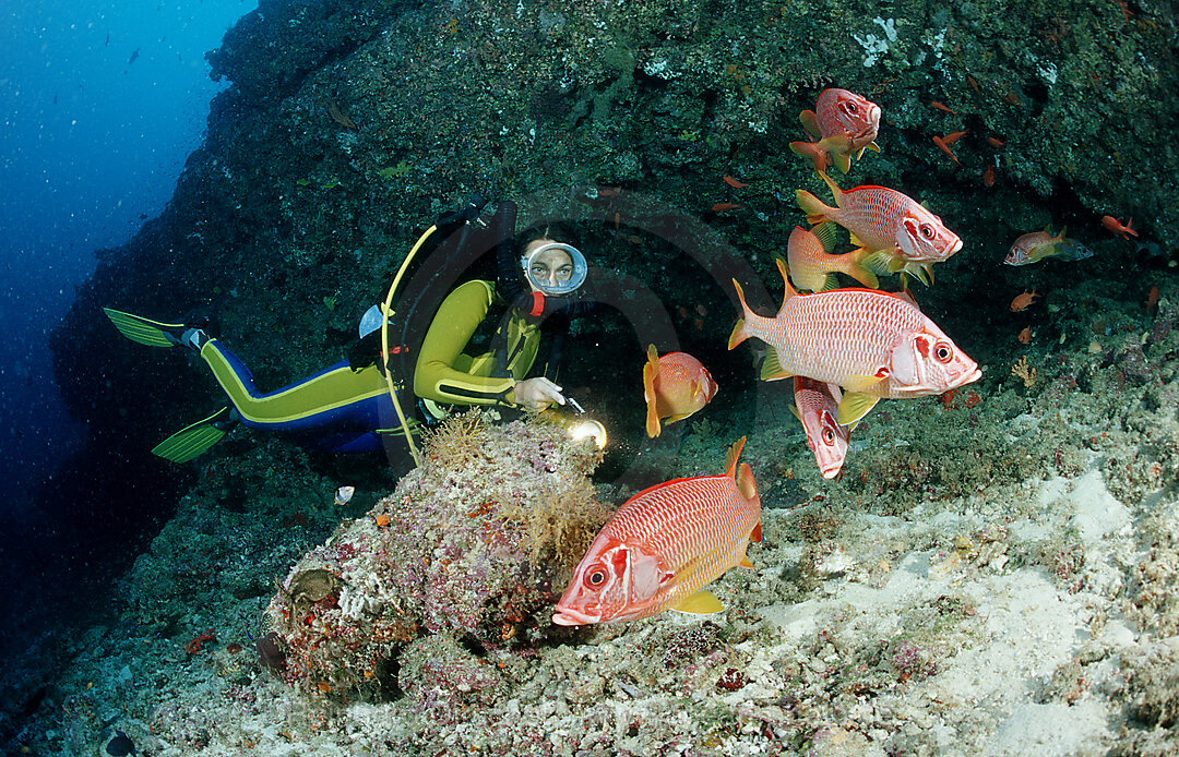 Grossdorn-Husarenfische und Taucher