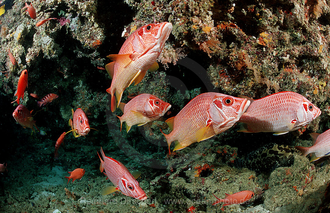 Longjawed squirrelfish