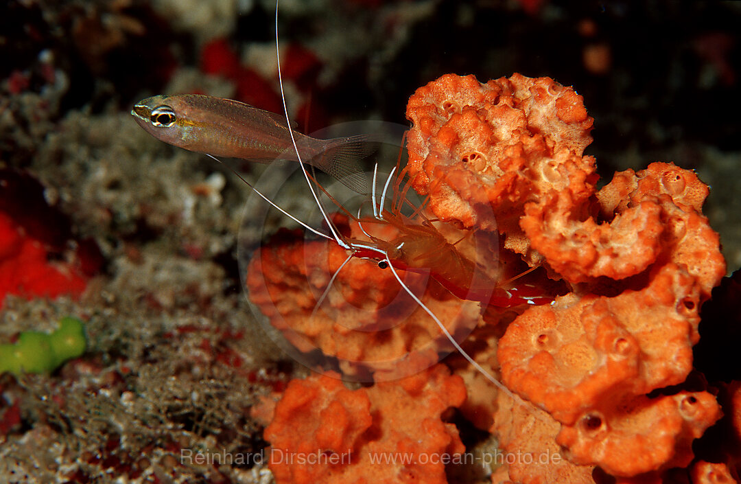 Grabhams Putzergarnele reinigt Kardinalfisch, Lysmata grabhami, Indischer Ozean, Ari Atoll, Malediven