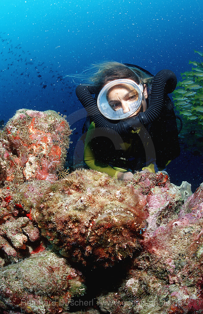 Echter Steinfisch und Taucher, Synanceia verrucosa, Indischer Ozean, Ari Atoll, Malediven