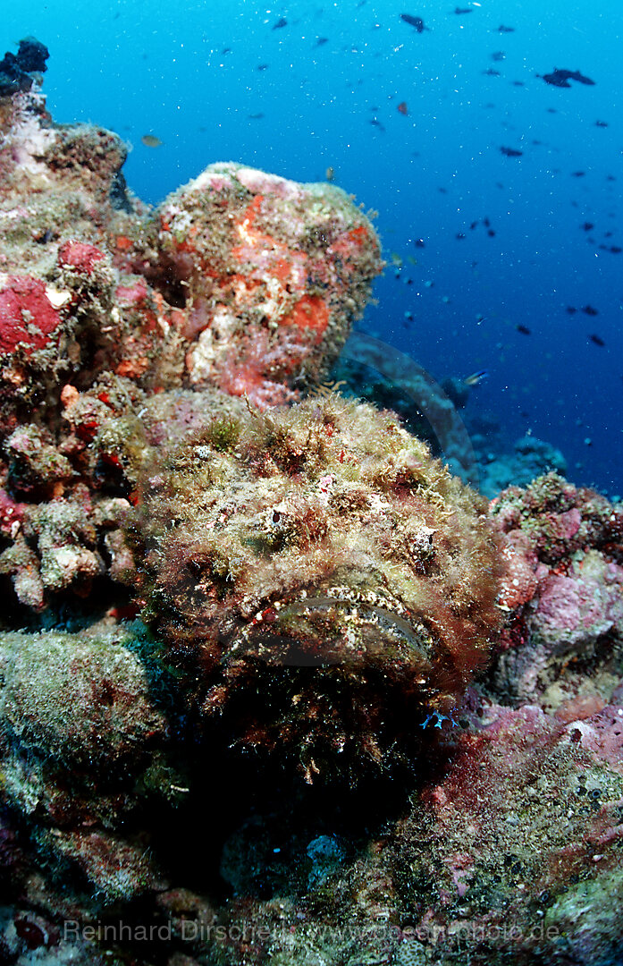 Echter Steinfisch, Synanceia verrucosa, Indischer Ozean, Ari Atoll, Malediven