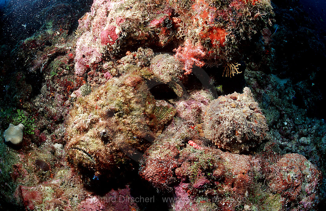 A pair of Reef stonefish