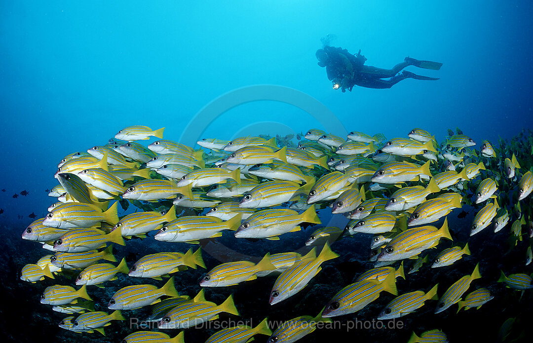 Schwarm Fuenfstreifen-Schnapper und Taucher, Lutjanus quinquelineatus, Indischer Ozean, Ari Atoll, Malediven