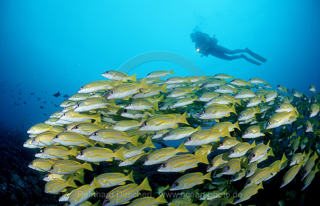 Schwarm Fuenfstreifen-Schnapper und Taucher, Lutjanus quinquelineatus, Indischer Ozean, Ari Atoll, Malediven