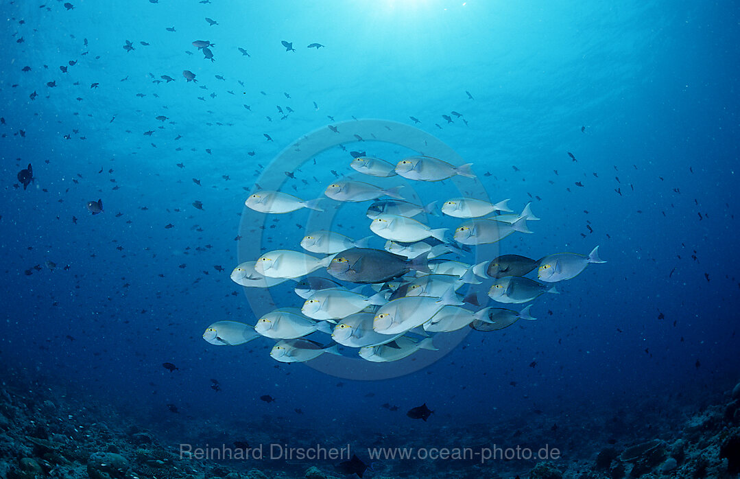 Grauer Doktorfisch, Acanthurus mata, Indischer Ozean, Ari Atoll, Malediven