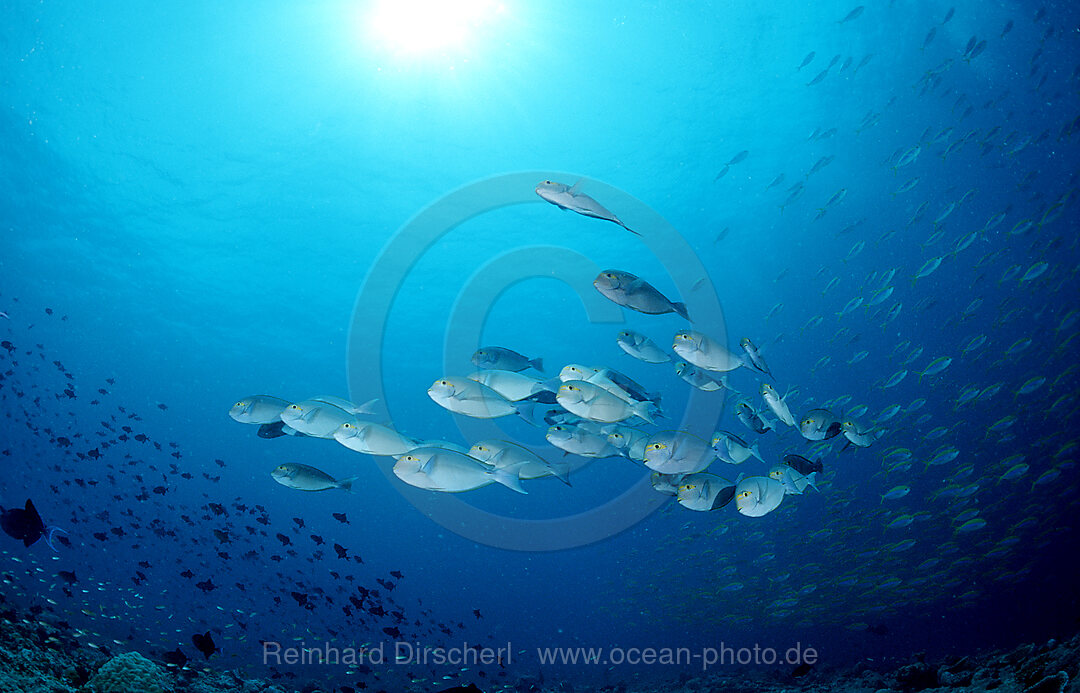 Grauer Doktorfisch