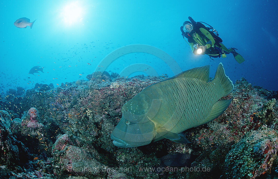 Napoleonfisch und Taucher, Cheilinus undulatus, Indischer Ozean, Ari Atoll, Malediven