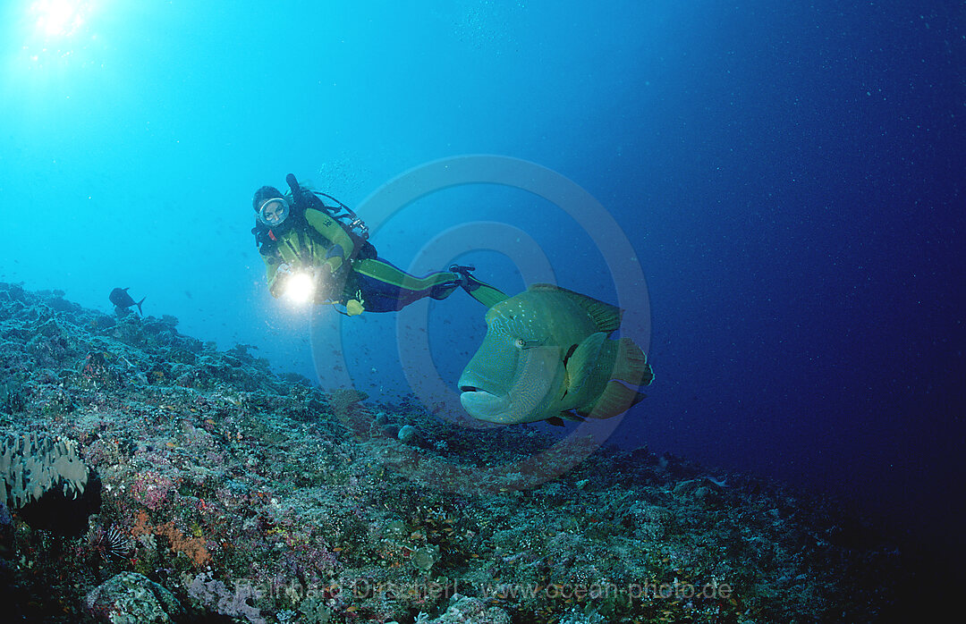 Napoleonfisch und Taucher