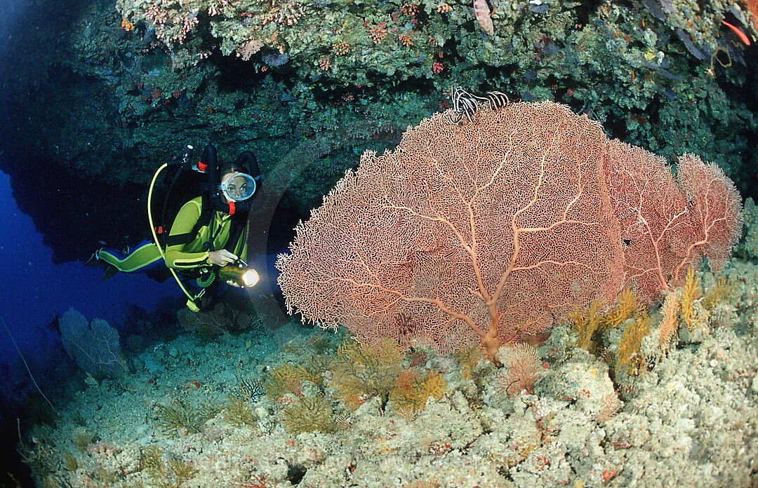 Tauchen mit Kreislaufgeraet, Rebreather, Indischer Ozean, Ari Atoll, Malediven