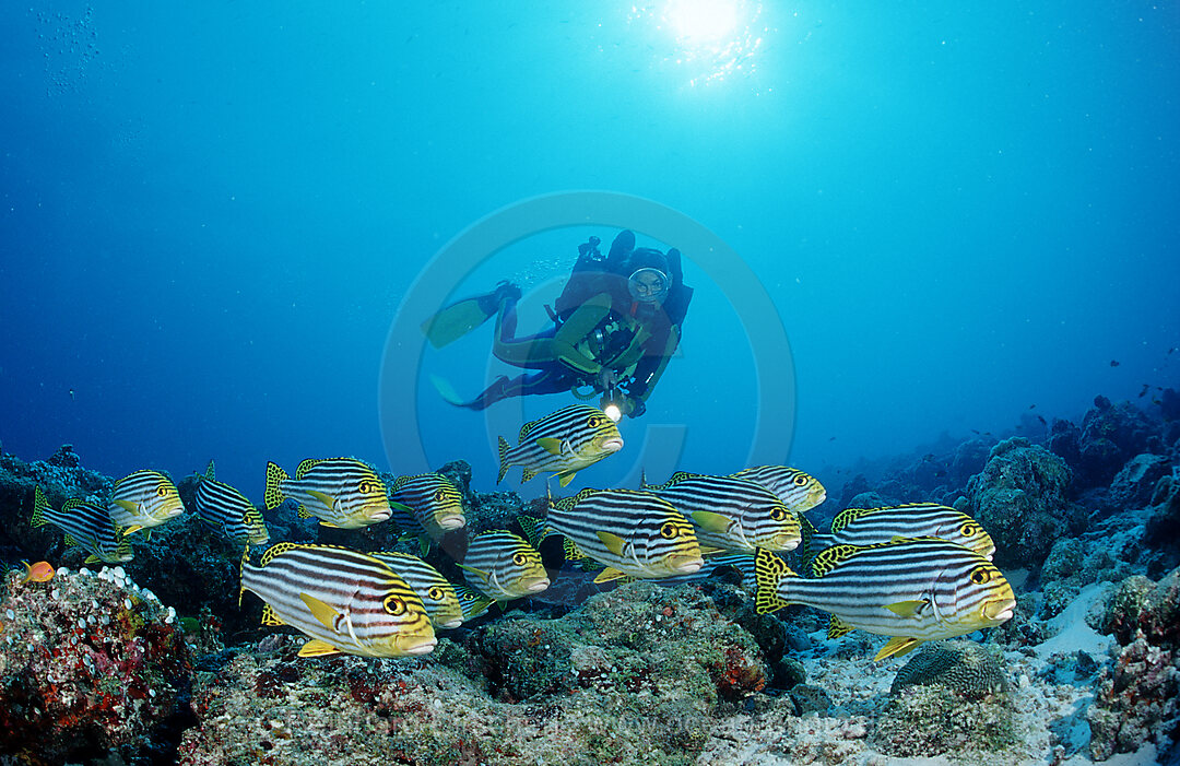 Orient-Suesslippen und Taucher, Plectorhinchus vittatus, Indischer Ozean, Ari Atoll, Malediven