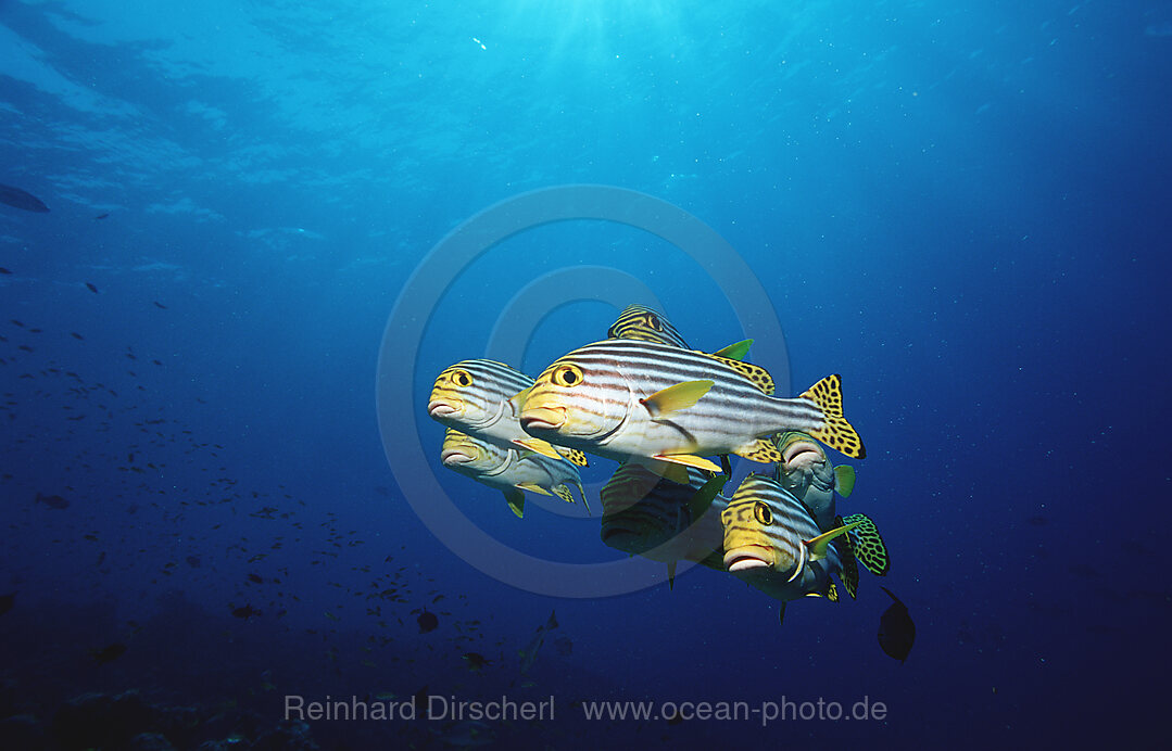 Oriental sweetlips
