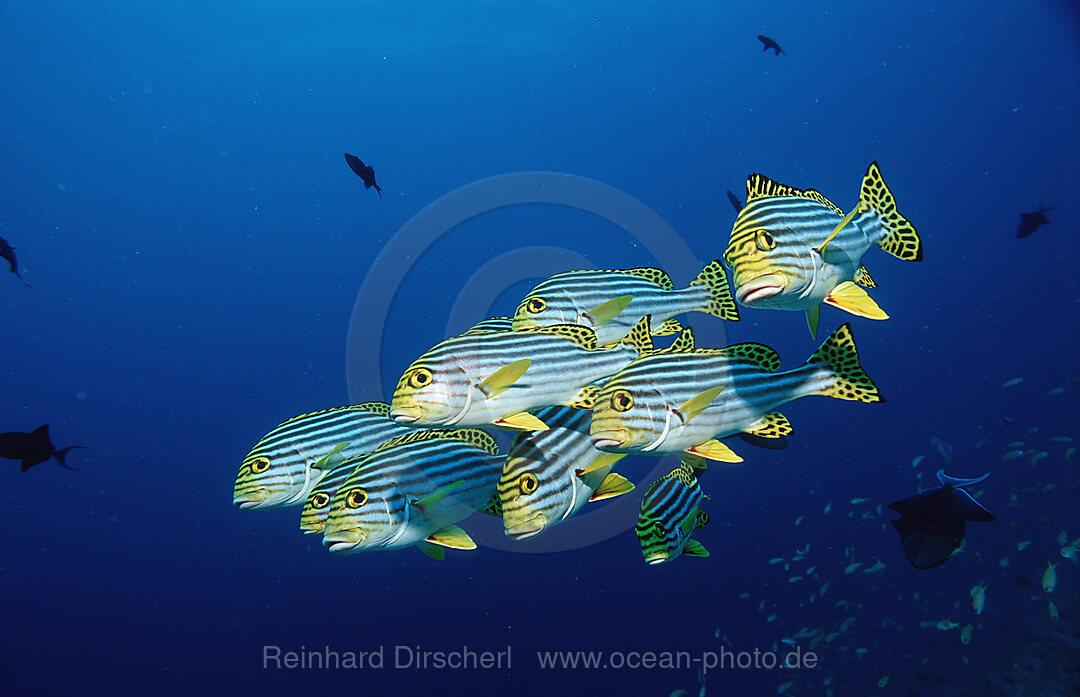 Orient-Suesslippen, Plectorhinchus vittatus, Indischer Ozean, Ari Atoll, Malediven