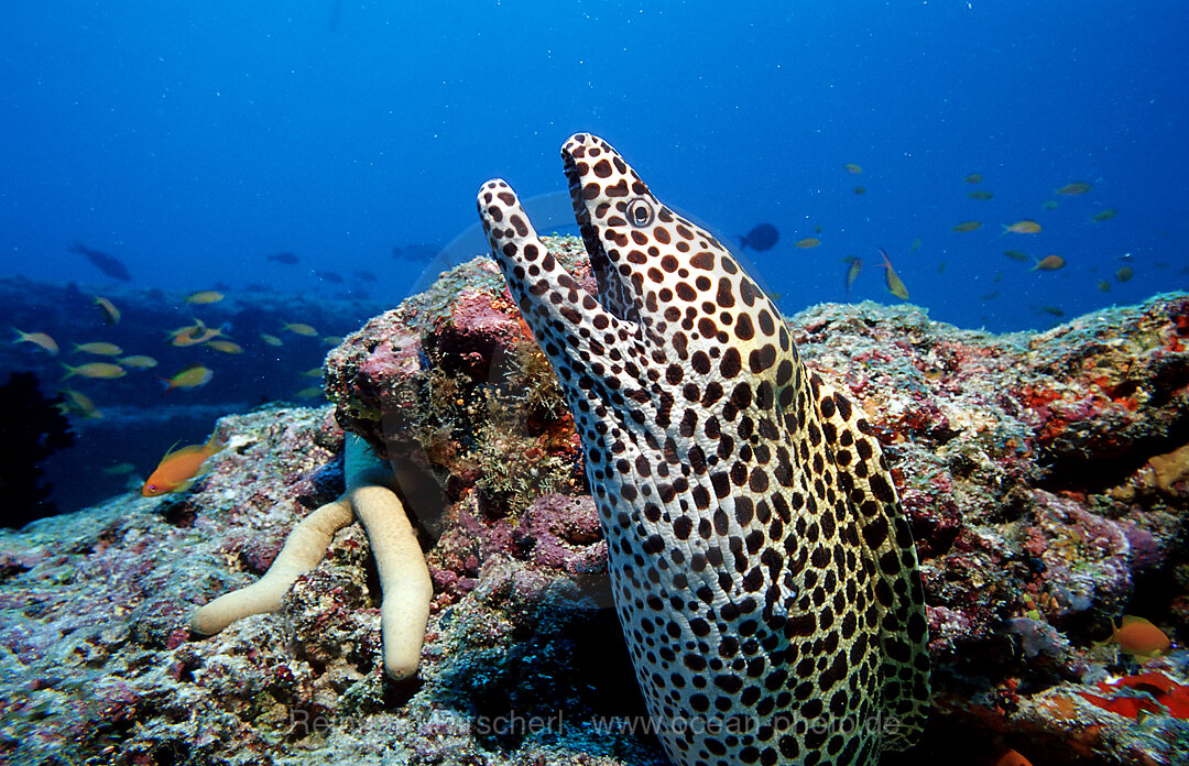 Grosse Netzmuraene, Gymnothorax favagineus, Indischer Ozean, Ari Atoll, Malediven